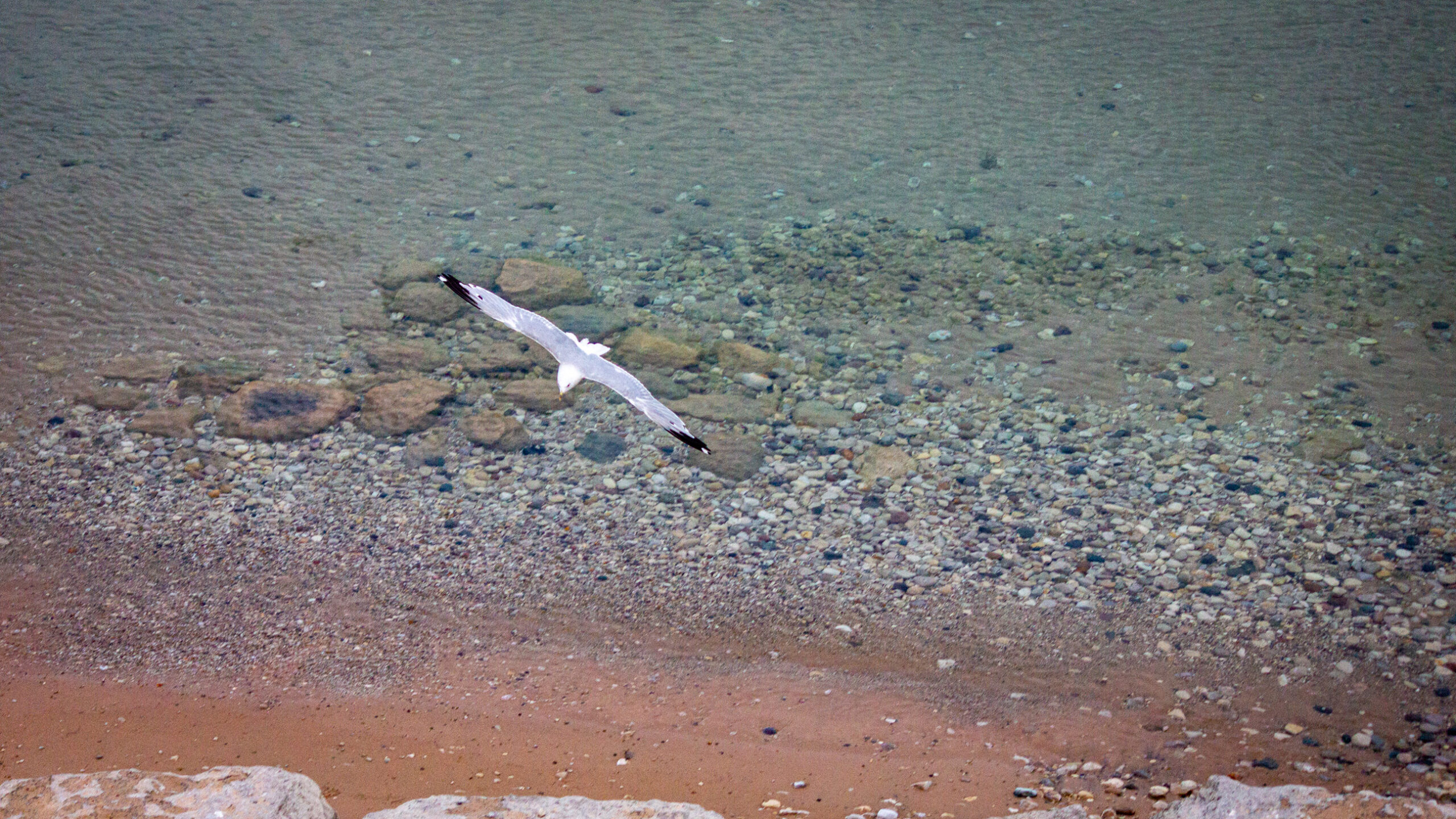 Mackinaw City 2024: Seagull 1